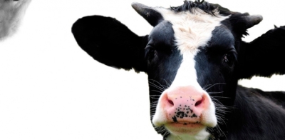 Capacitación en Bienestar animal bovino y equino